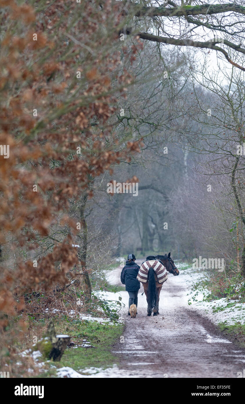 Cavalier femelle un cheval marche le long d'un chemin de la neige dans un décor boisé avec petit chien terrier. Banque D'Images
