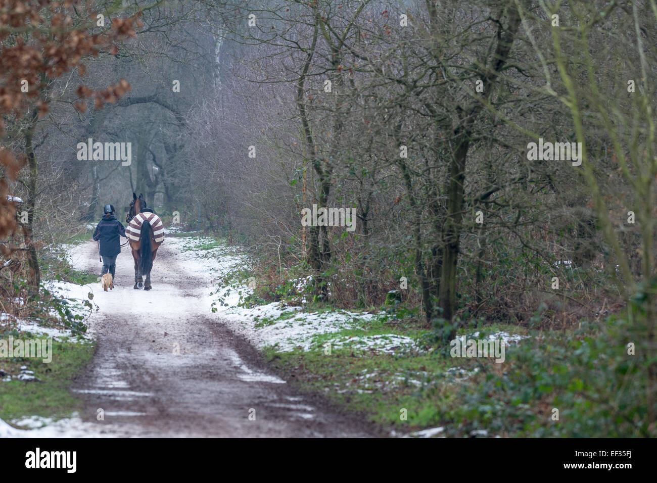 Cavalier femelle un cheval marche le long d'un chemin de la neige dans un décor boisé avec petit chien terrier. Banque D'Images