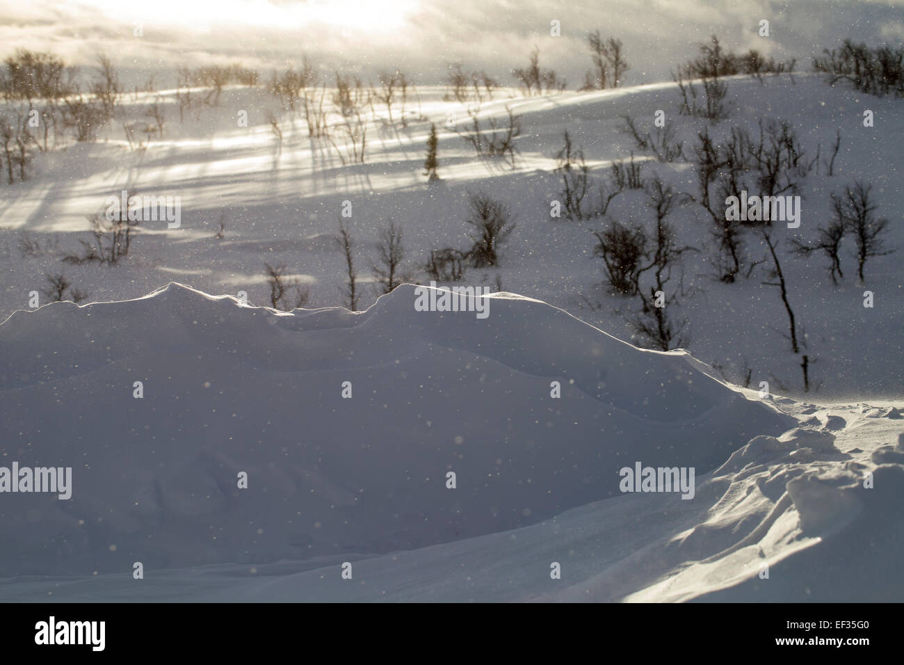 La neige qui tombe sur le paysage de montagne dans la région de Geilo, Norvège Banque D'Images