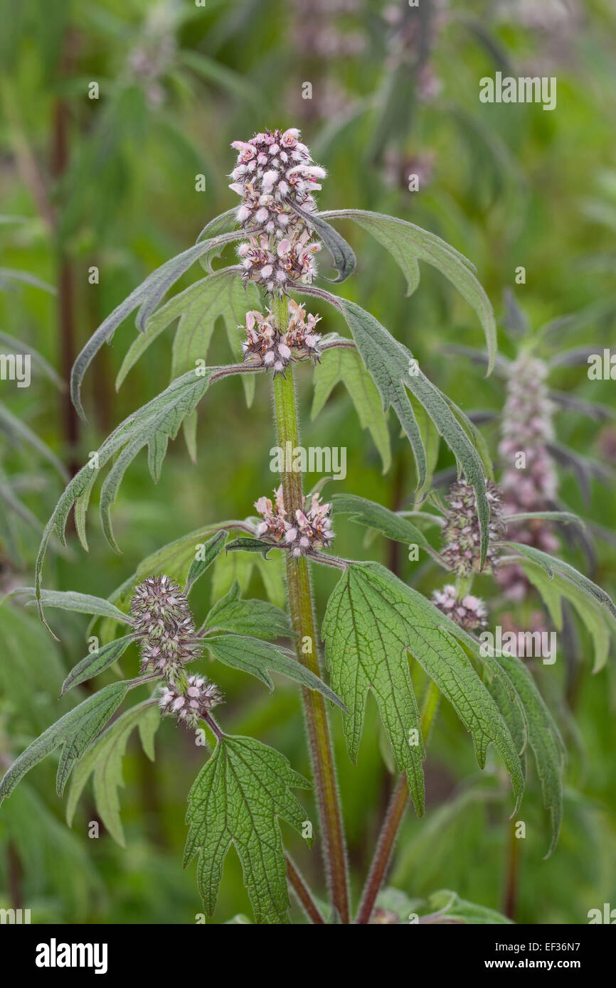 Motherwort, millepertuis, Lion's Ear, queue du Lion, Echtes Herzgespann Löwenschwanz Herzspannkraut, Leonurus cardiaca,, Banque D'Images