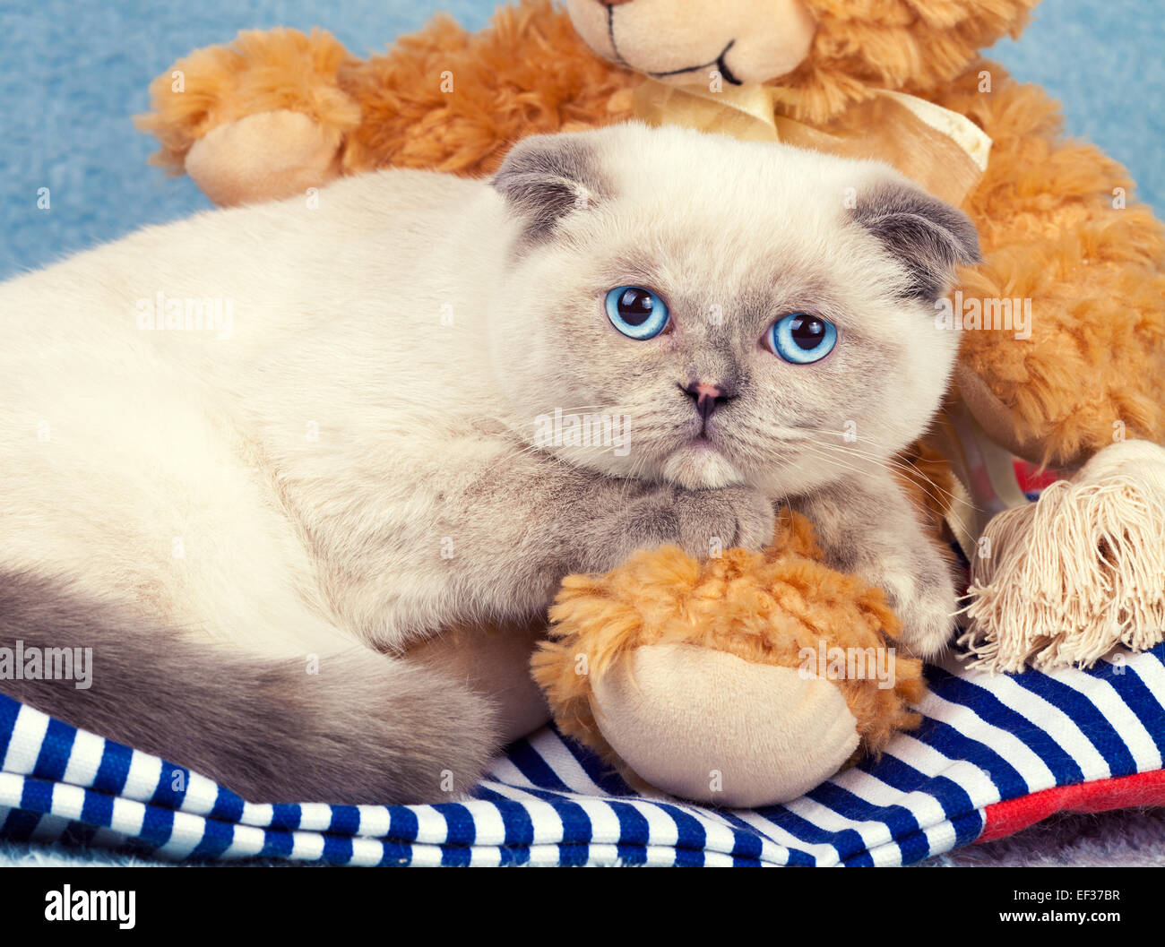 Portrait of cute chaton Scottish Fold Banque D'Images
