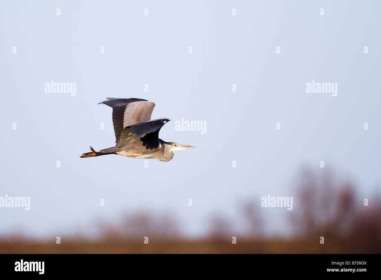 Héron cendré (Ardea cinerea) voler contre un ciel bleu, Surrey, Angleterre, Royaume-Uni Banque D'Images Héron cendré (Ardea cinerea) voler contre un ciel bleu, Surrey, Angleterre, Royaume-Uni Banque D'Images