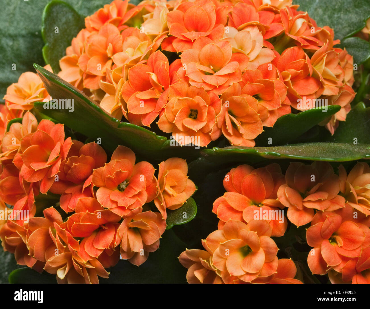 Double Orange Fleurs Kalanchoe (Flaming Katy) Banque D'Images
