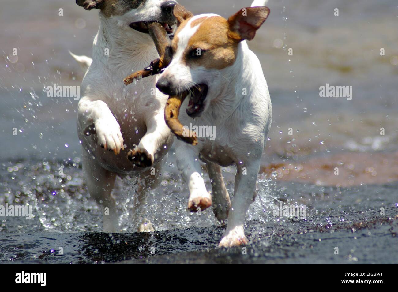 Les chiens jouant dans l'eau, Jack Russel joue dans l'eau avec un bâton, Jack Russel chiens, Banque D'Images