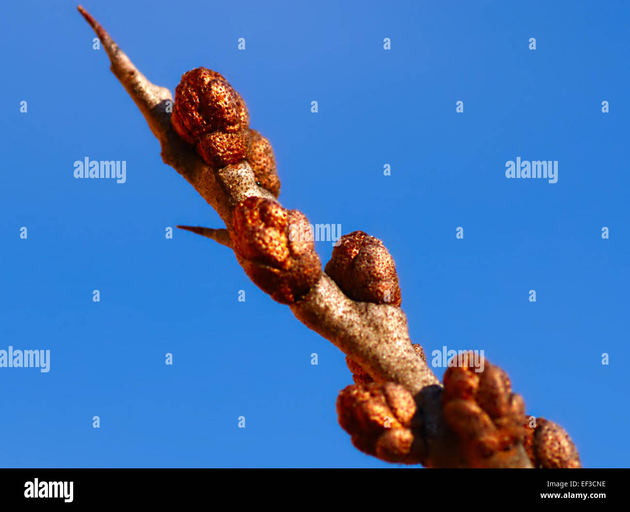 L'image représente un mâle *Sanddorn*, également connu sous le nom d'argousier (*Hippophae rhamnoides*), une plante robuste connue pour ses propriétés médicinales et nutritionnelles. La plante se trouve souvent dans les régions côtières et est remarquable pour ses baies orange vif et sa résilience aux environnements difficiles. Banque D'Images