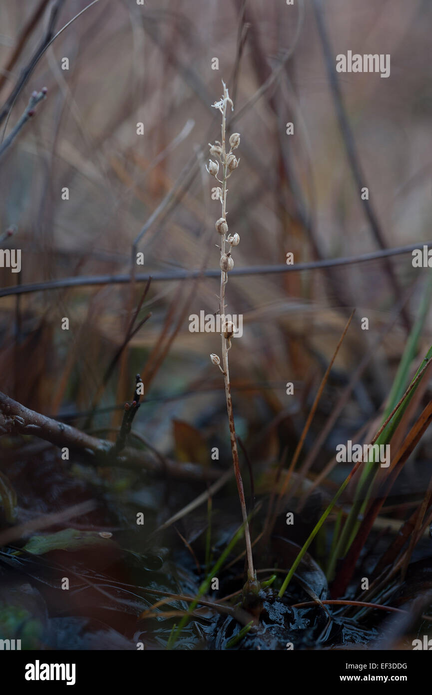 Graines de Hammarbya paludosa Bog Orchid dans la nouvelle forêt Janvier 2015 Banque D'Images