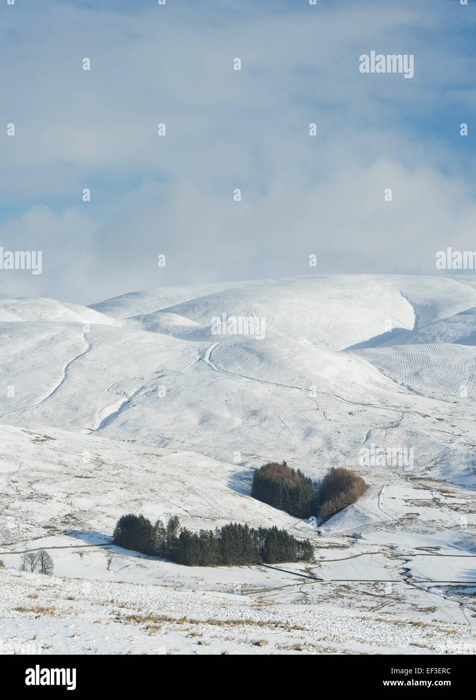 Bois en forme de cœur dans la vallée de la Moffat Hills dans la neige de l'hiver. Moffat, Dumfries et Galloway. L'Ecosse Banque D'Images