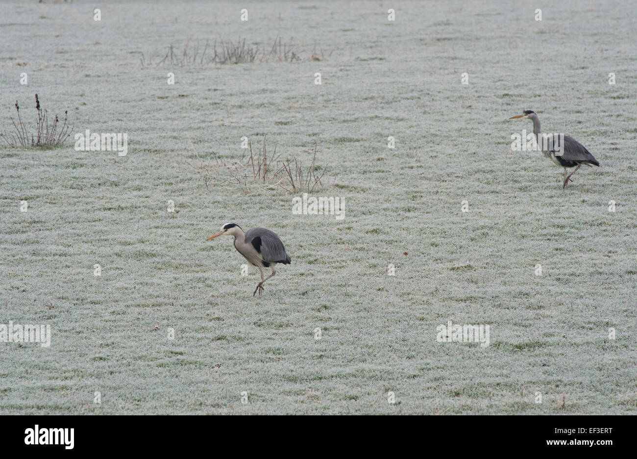 Ardea cinerea. Les hérons gris à la recherche de nourriture dans un champ. Scottish Borders, Scotland Banque D'Images