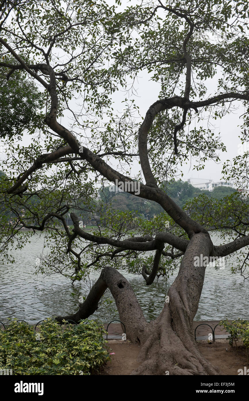 Suspendu dans les arbres du lac Hoan Kiem à Hanoi Banque D'Images