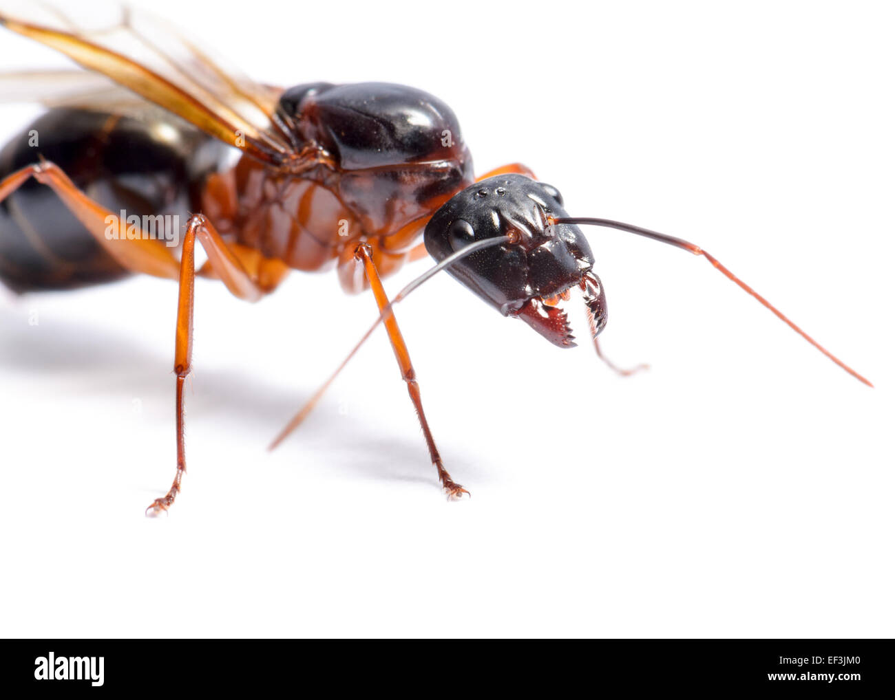 Close up of Black fourmi Camponotus pennsylvanicus (ou homme ailé) sur fond blanc Banque D'Images