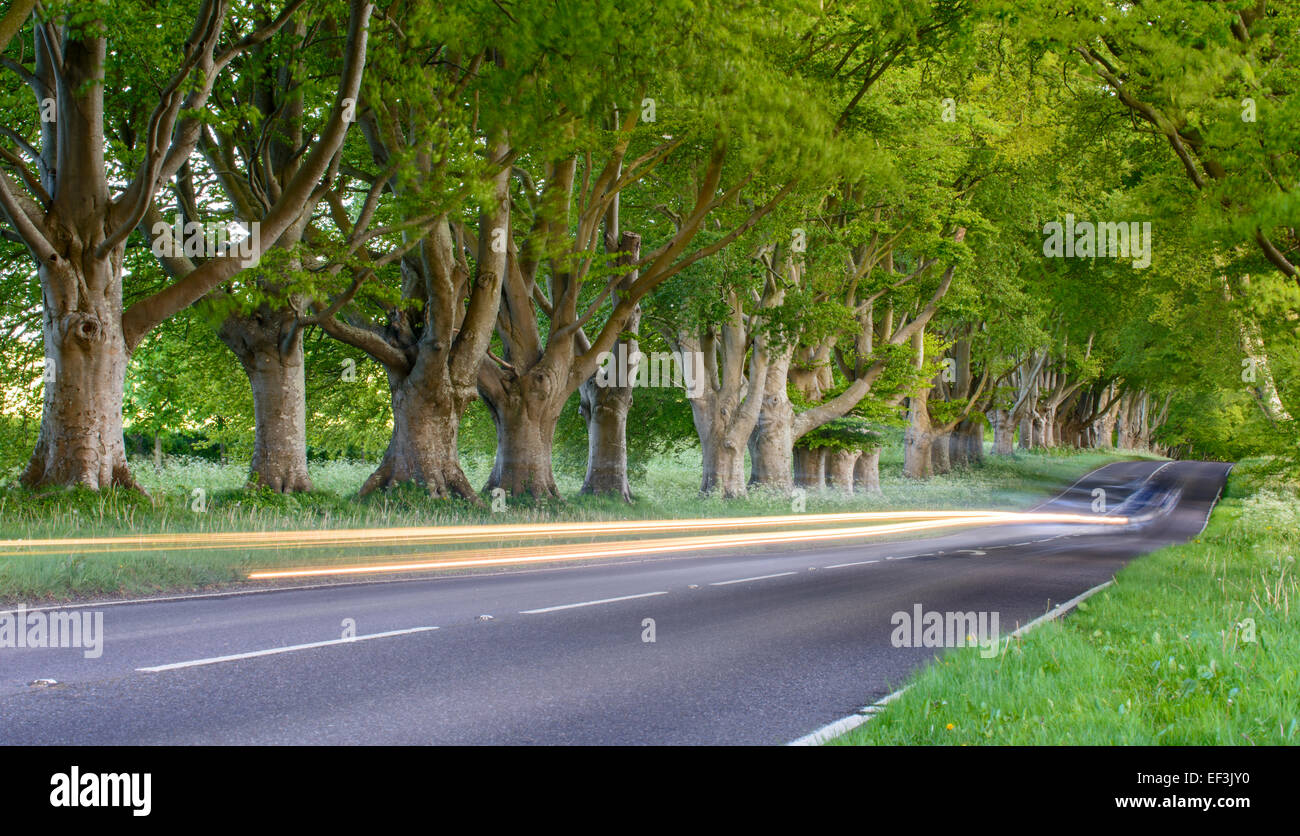 Le point de vue de l'arbres à Kingston Lacy. Banque D'Images