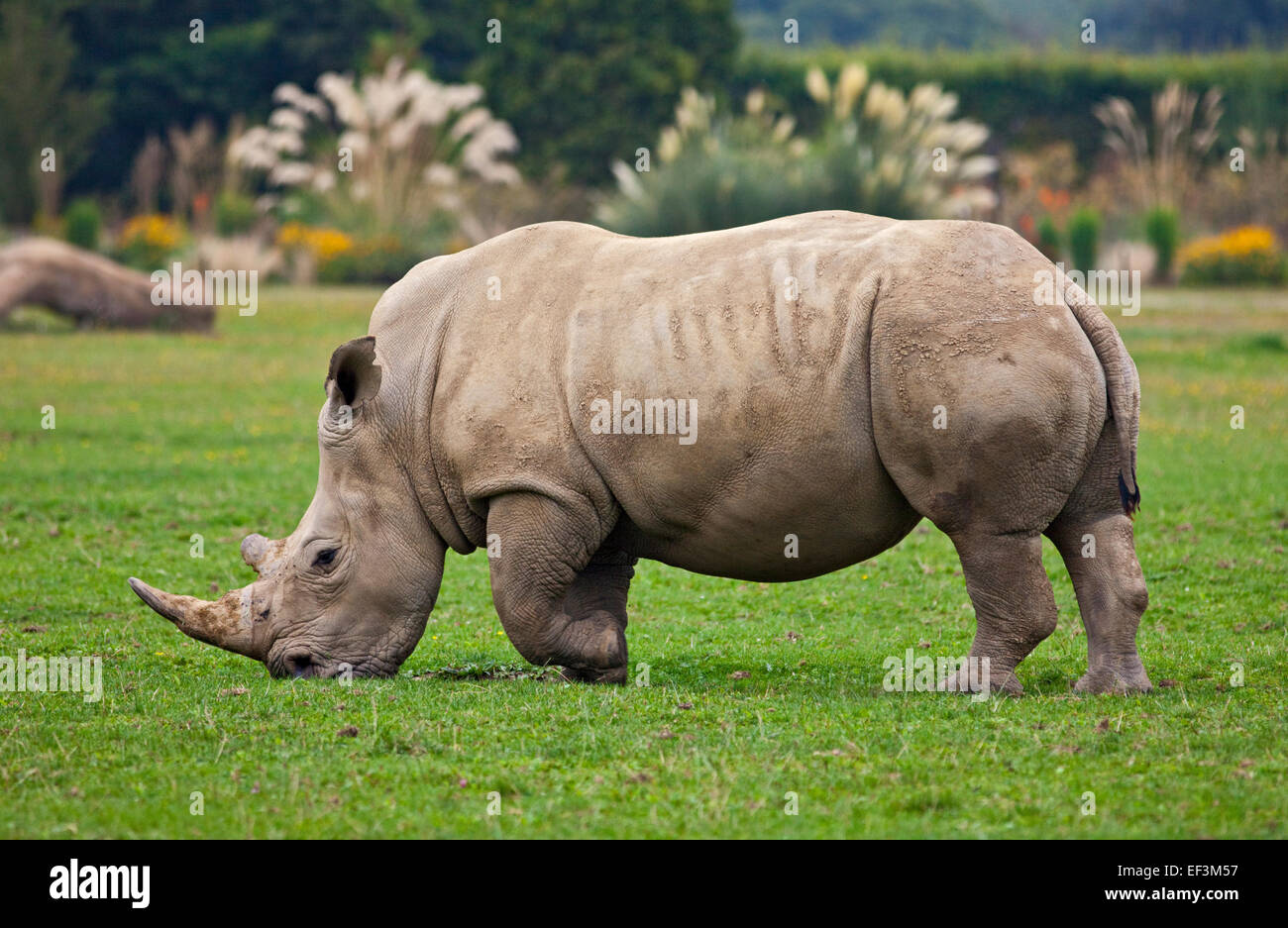 Rhinocéros blanc du sud (Ceratotherium simum simum) Banque D'Images