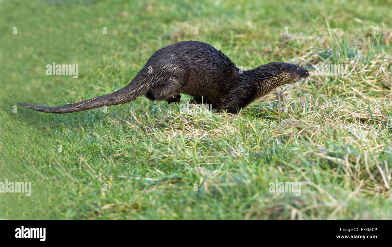 Otter fait une course pour elle,Cooley,Co.Louth, Ireland Banque D'Images