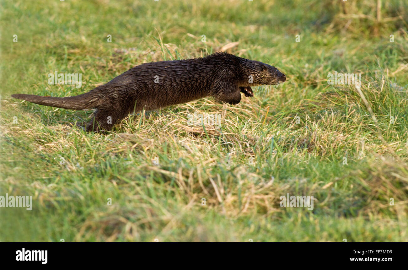 Otter fait une course pour elle,Cooley,Co.Louth, Ireland Banque D'Images