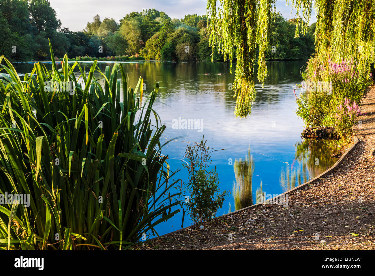La lumière du soleil tôt le matin sur un petit lac dans la région de Swindon, Wiltshire. Banque D'Images