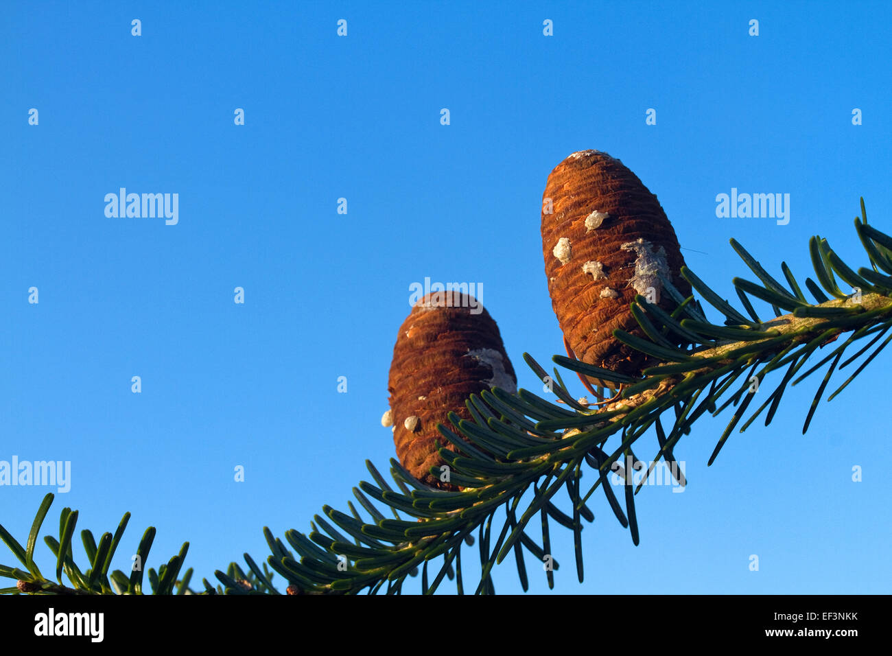 Cônes de Sapin de Corée en hiver Banque D'Images