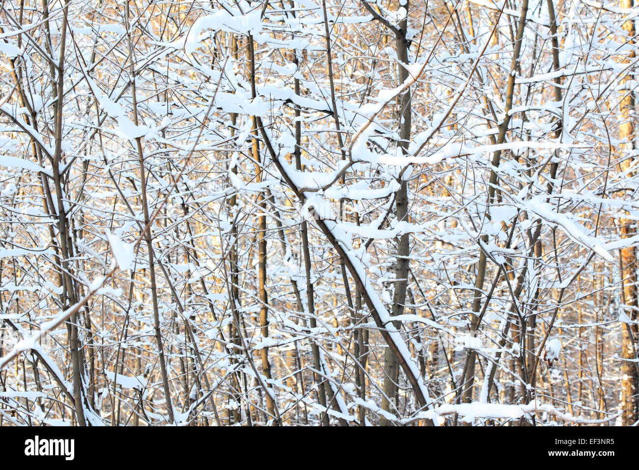 La Neige de l'hiver à destination des brunchs forêt. Banque D'Images