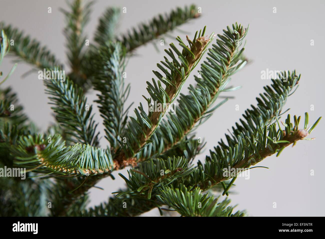 Sapin de Nordmann, Abies nordmanniana. Close-up de branches de sapin de Noël contre mur gris bleu clair montrant sous les aiguilles Banque D'Images