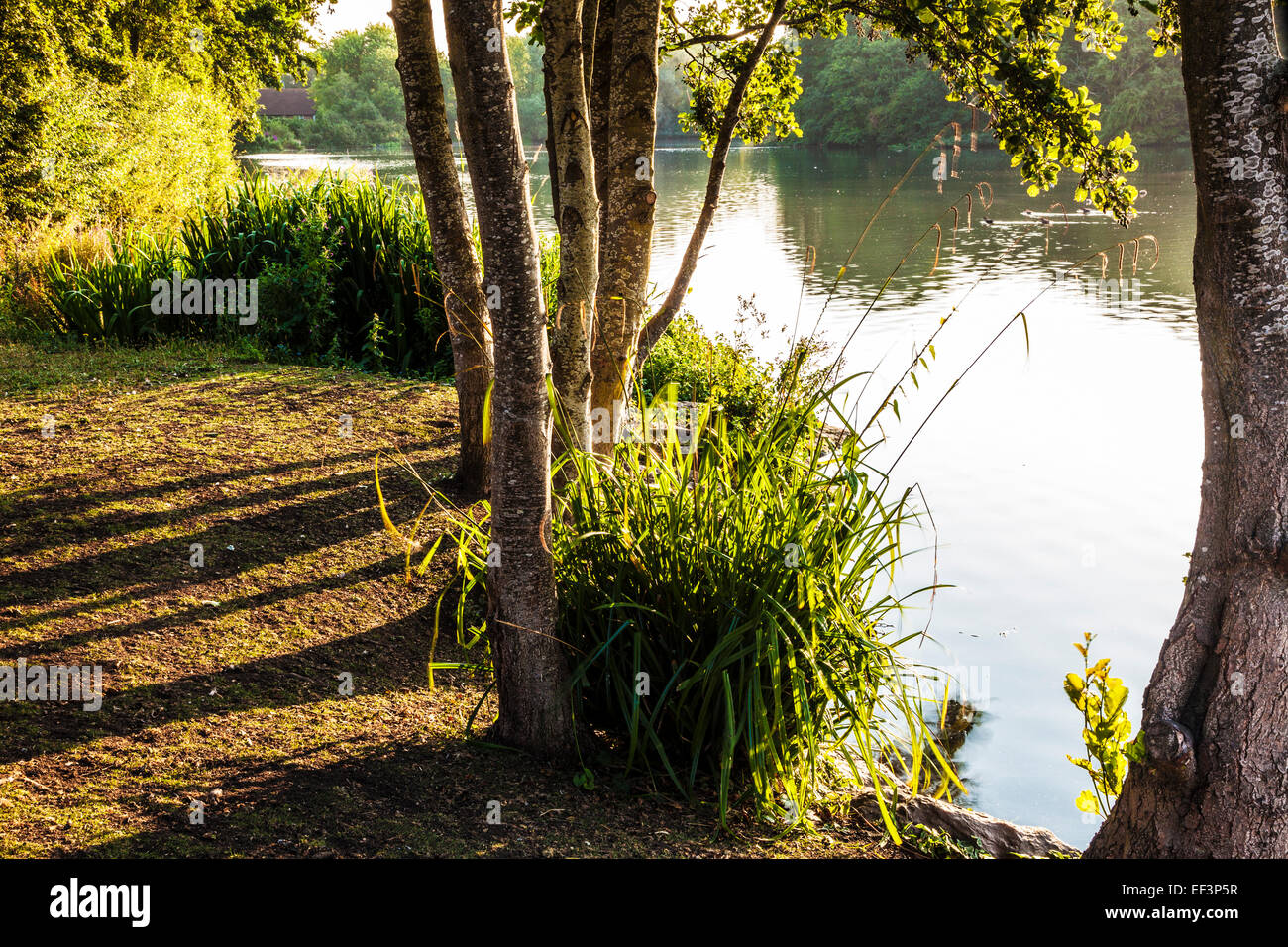 La lumière du soleil tôt le matin sur un petit lac dans la région de Swindon, Wiltshire. Banque D'Images