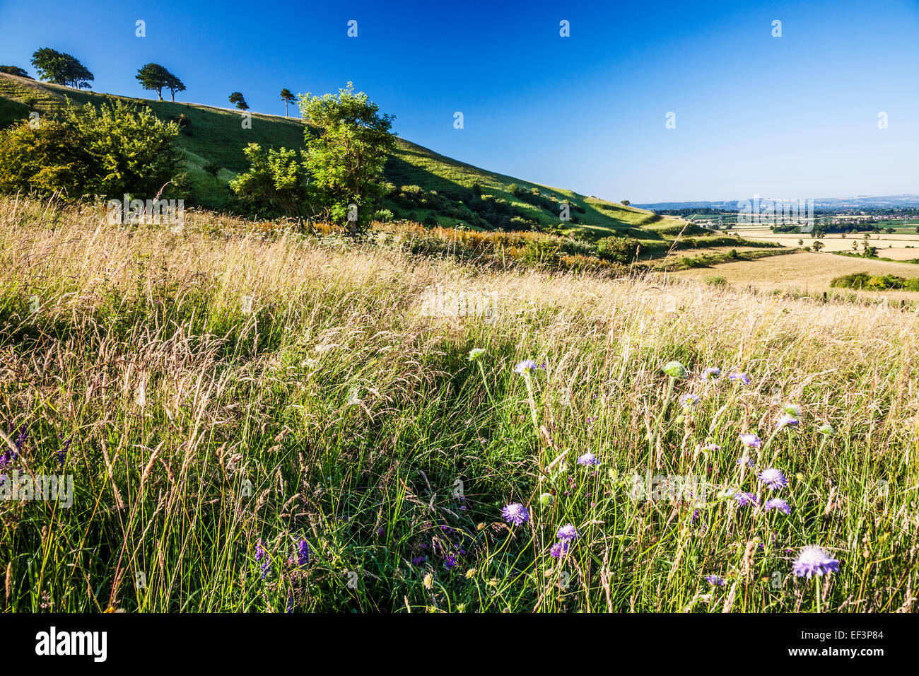 Roundway Hill et l'âge de fer de fortin Oliver's Castle près de Devizes dans le Wiltshire. Banque D'Images