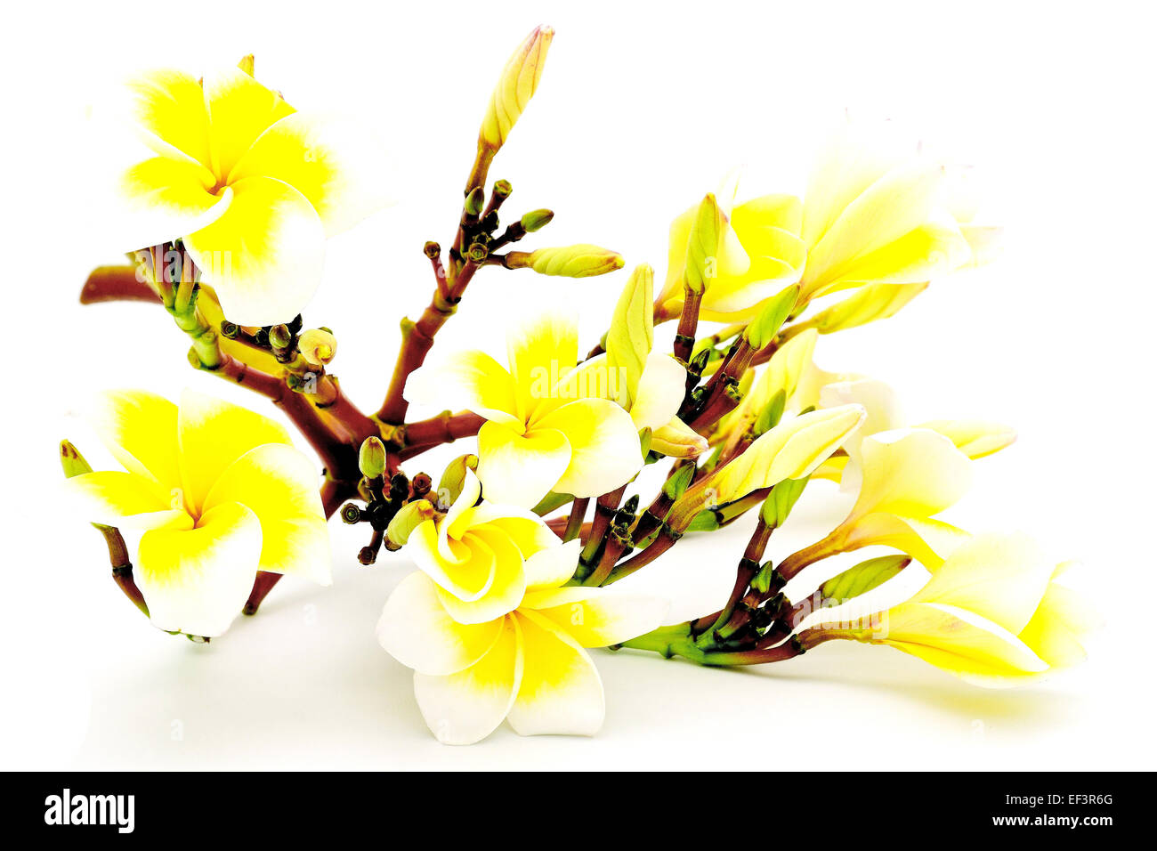 Fleur parfumée jaune, Plumeria ou frangipanier, isolé sur fond blanc Banque D'Images