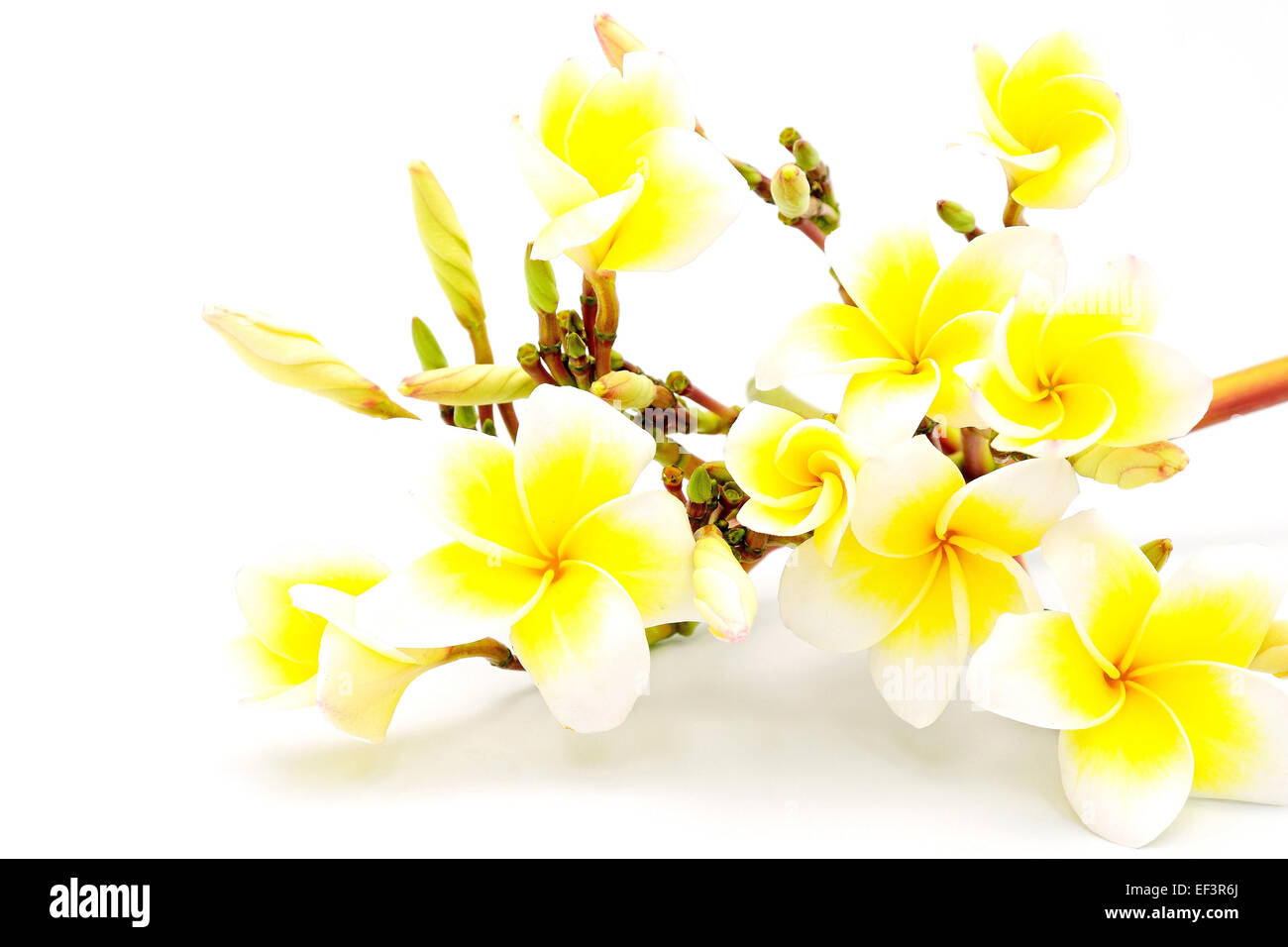 Fleur parfumée jaune, Plumeria ou frangipanier, isolé sur fond blanc Banque D'Images