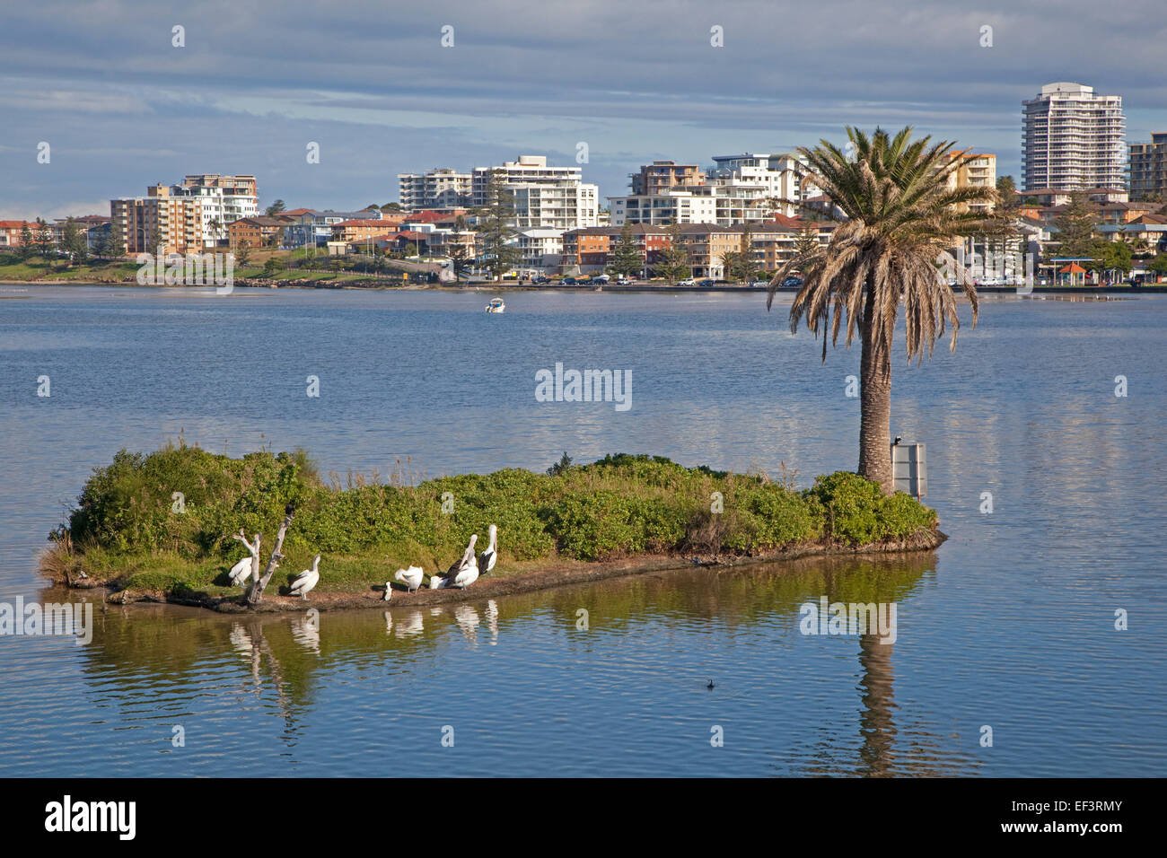 (Pelecanus conspicillatus pélicans australiens) reposant sur les petits États insulaires et vue sur l'entrée, New South Wales, Australie Banque D'Images