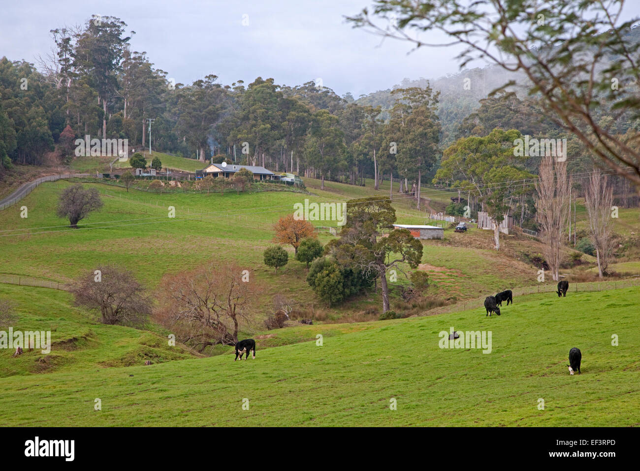 Campagne montrant ferme et vaches en prairie en hiver, Tasmanie, Australie Banque D'Images