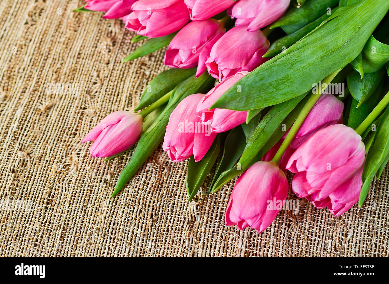 Bouquet de tulipes roses Banque D'Images