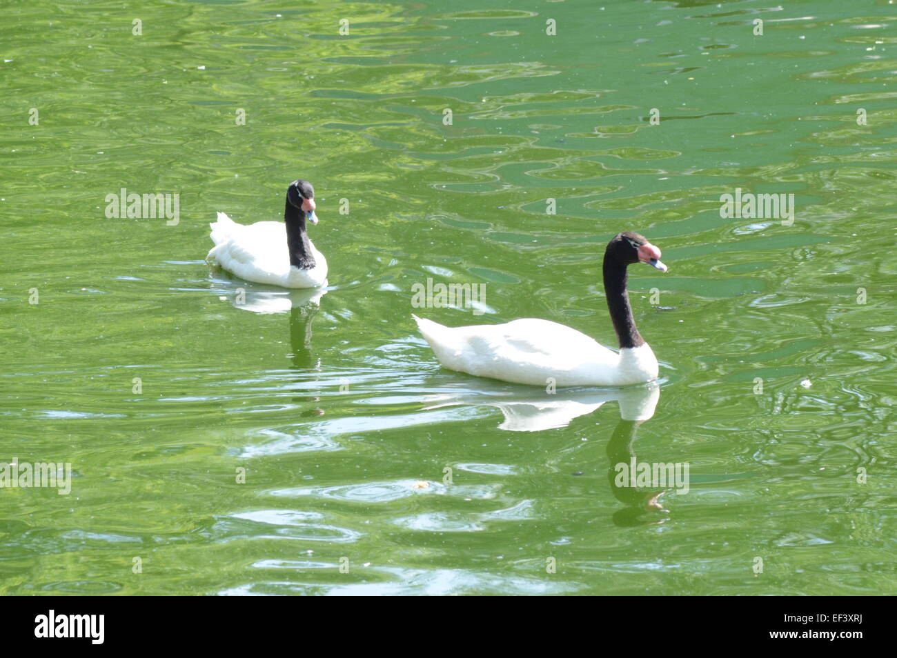 Black-necked swan journée ensoleillée Banque D'Images