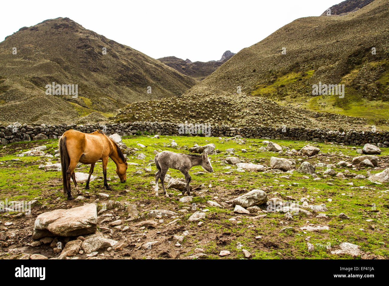 Les chevaux dans la Sierra de la Culata PARC NATIONAL. Merida Merida, Venezuela, de l'État. Banque D'Images