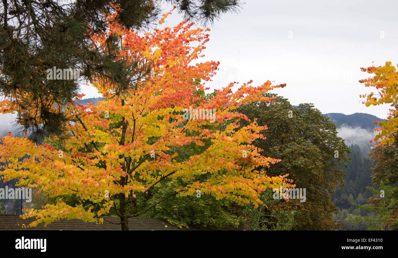 Les feuilles d'automne à Rocky Point Park, Port Moody, C.-B.). Banque D'Images