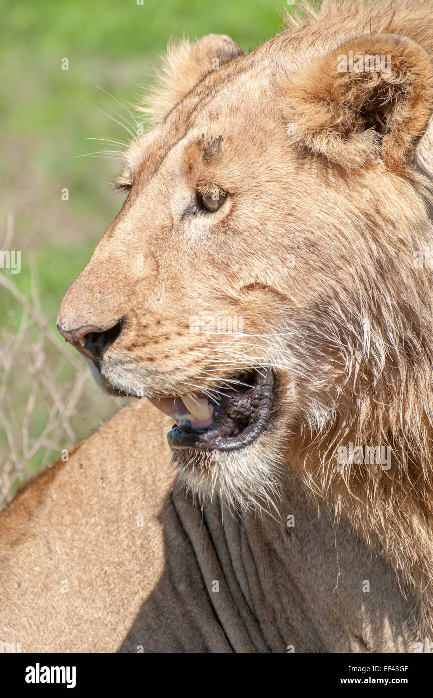 De près, portrait d'un jeune lion, ne montrant que la tête et le visage. Banque D'Images