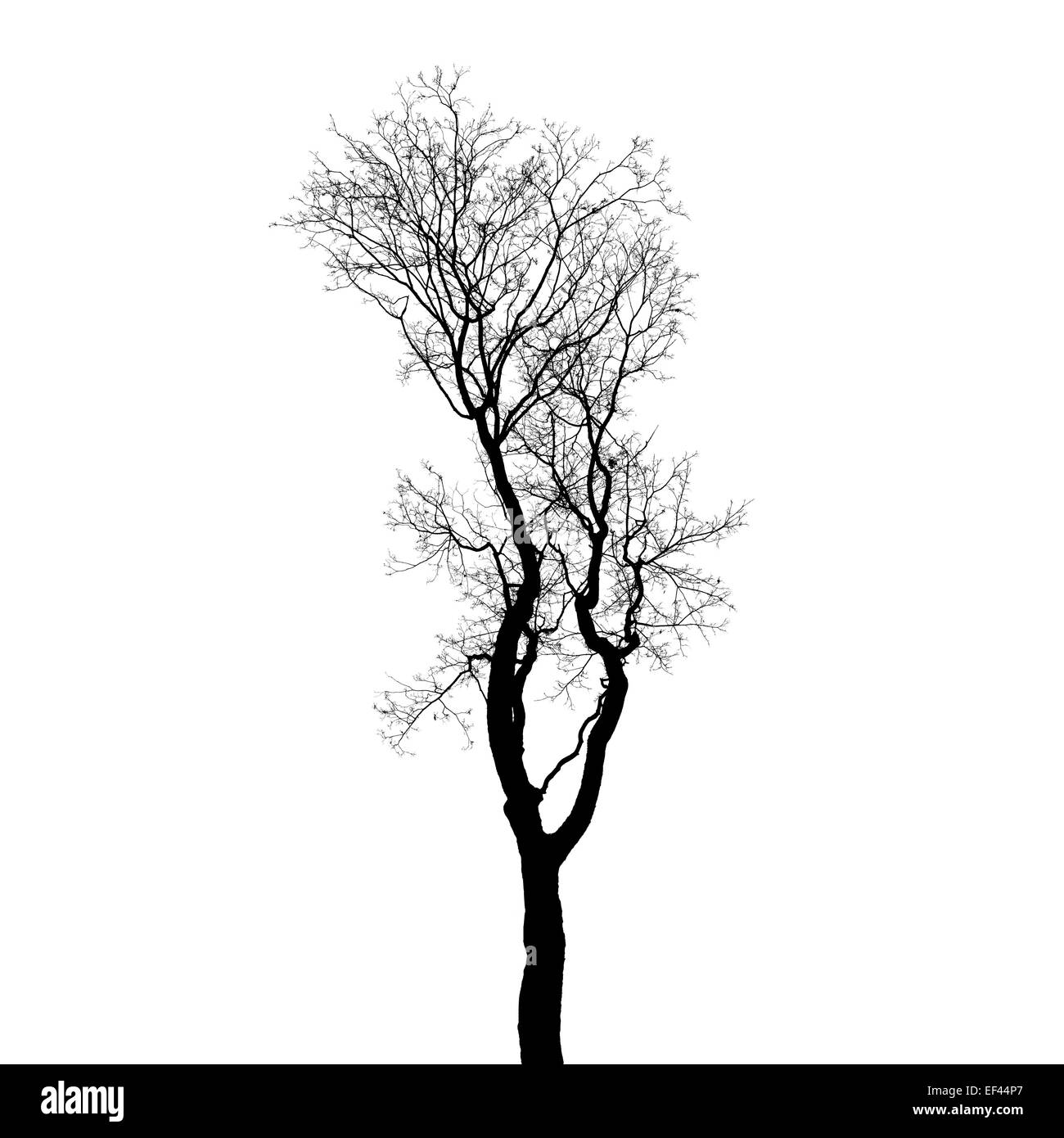 La Silhouette Des Arbres Sans Feuilles Isole Sur Fond Blanc Photo Stylisee Photo Stock Alamy La Silhouette Des Arbres Sans Feuilles Isole Sur Fond Blanc Photo Stylisee Photo Stock Alamy