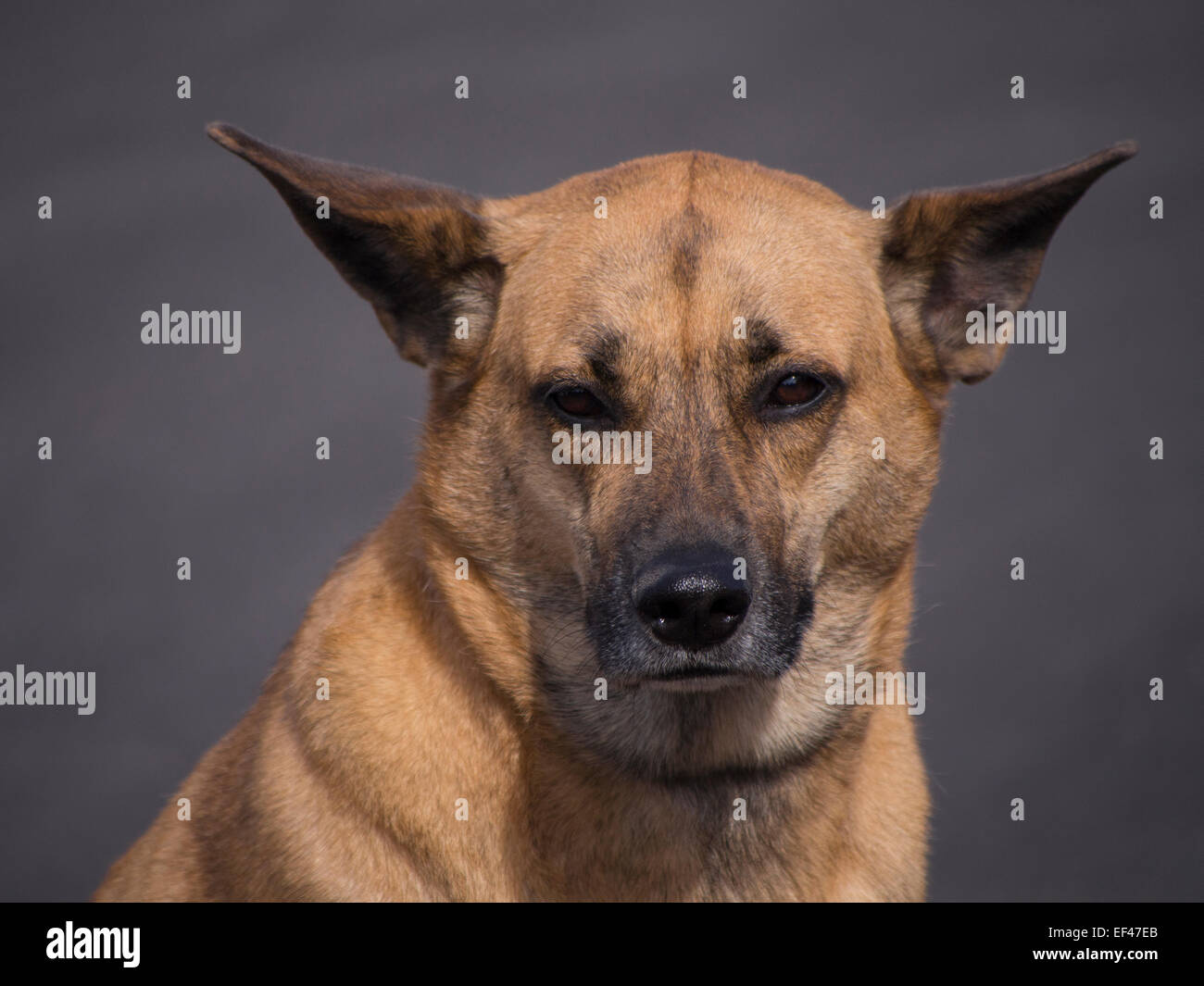 Young German Shepard boxer mixte Banque D'Images