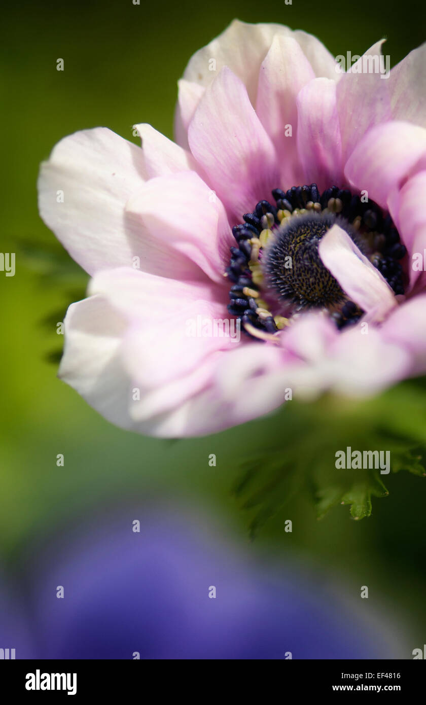 Groupe anémone coronaria St. Brigid. Marigold espagnol Banque D'Images