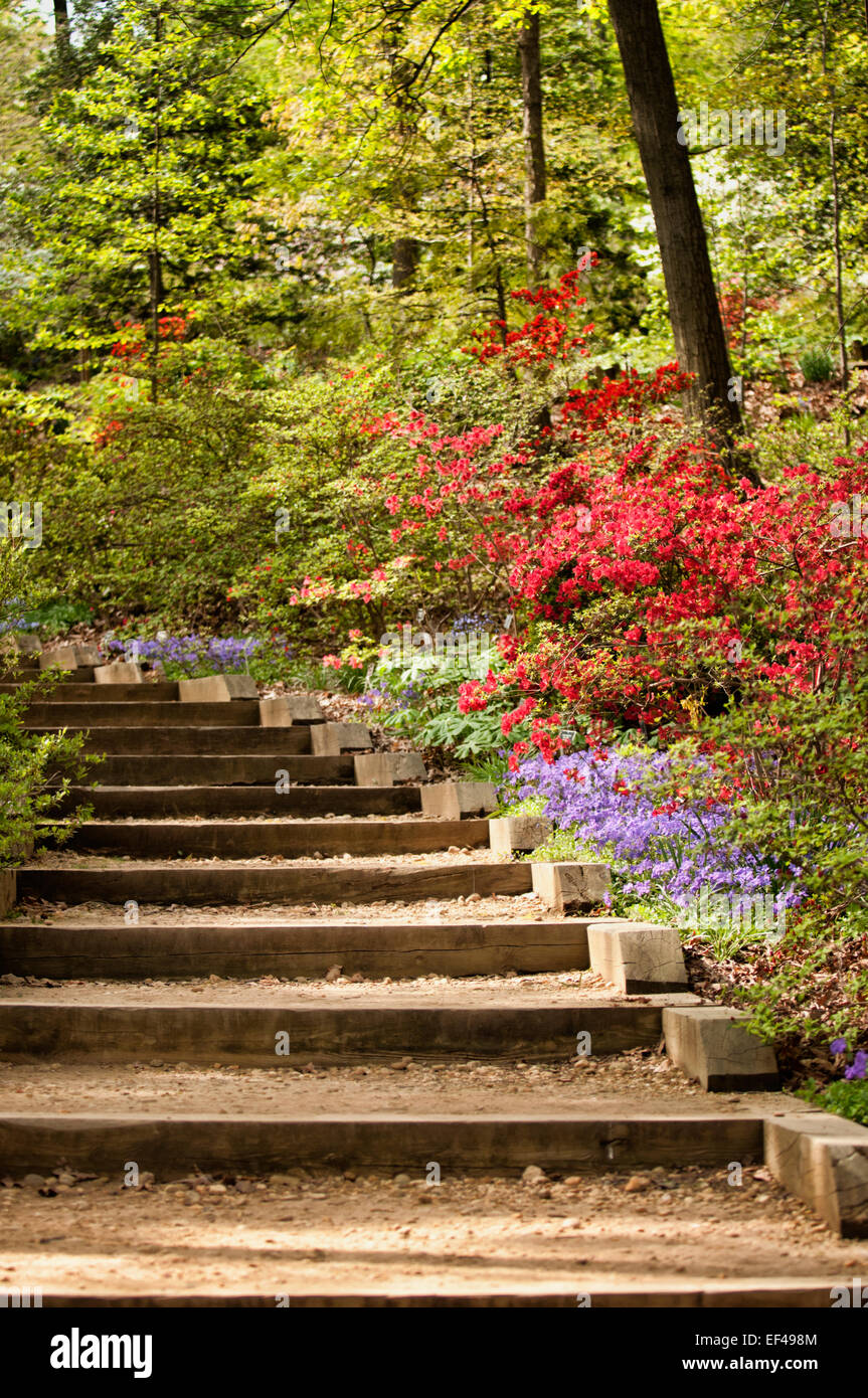 Les jeunes feuilles vertes, phlox et Lavande fleurs rhododendron rouge Banque D'Images