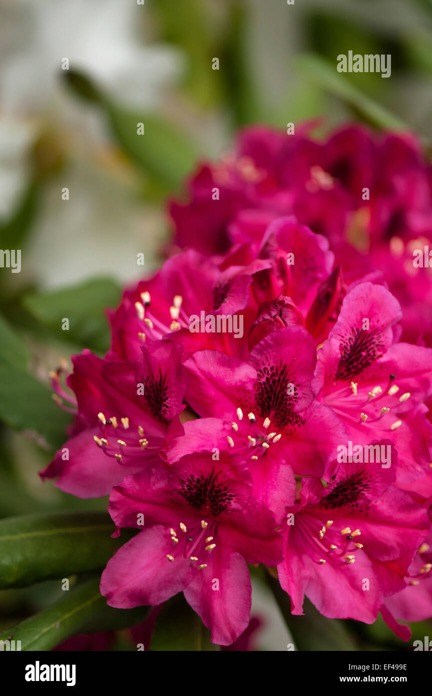 Rhododendron 'Black spot' de la direction générale des fleurs Banque D'Images Rhododendron 'Black spot' de la direction générale des fleurs Banque D'Images