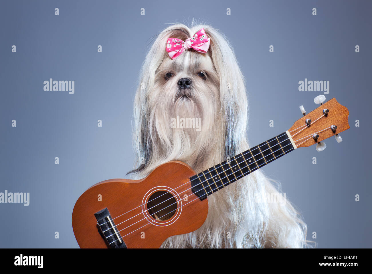 Shih Tzu chien avec petite guitare sur fond bleu. Banque D'Images