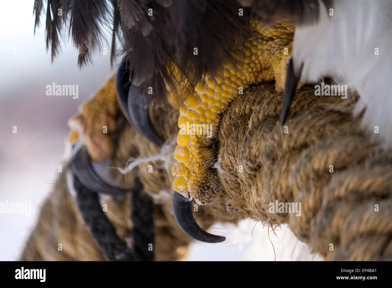 Les serres d'un pygargue à tête blanche d'Amérique du Nord avec sa jambe attaché à une perche en sisal. Banque D'Images