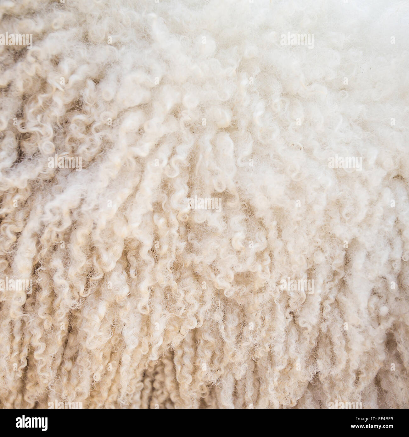 La laine de mouton feutre de fond close-up Banque D'Images