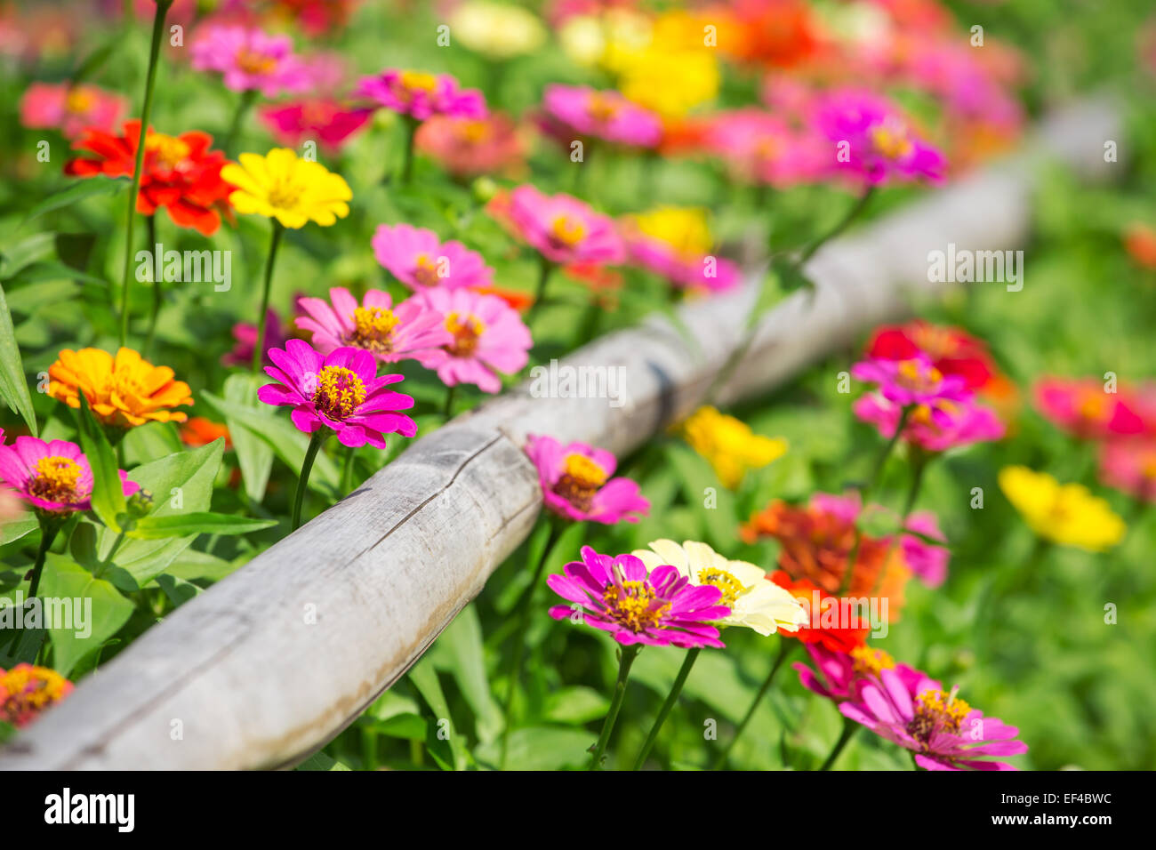 De belles fleurs Banque D'Images