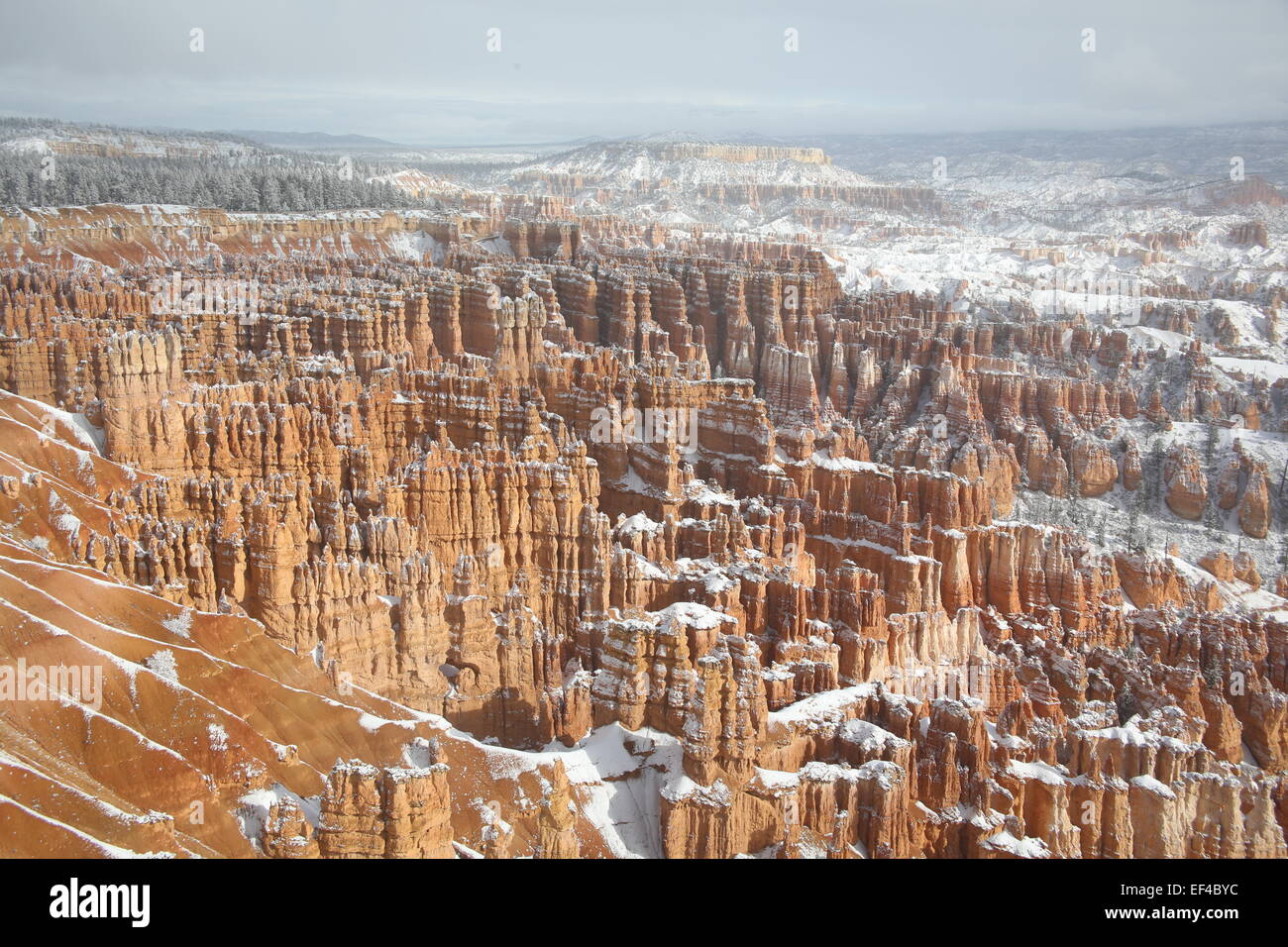 L'hiver dans le parc national de Bryce Canyon, Utah photo de jen lombardo Banque D'Images