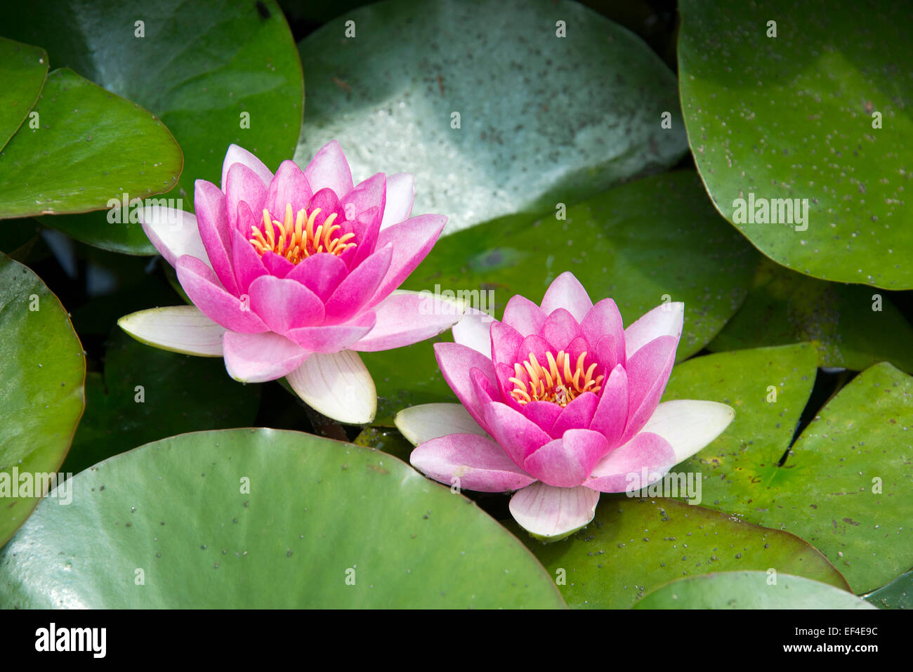 Des nénuphars ou des fleurs de lotus dans un étang de jardin Banque D'Images