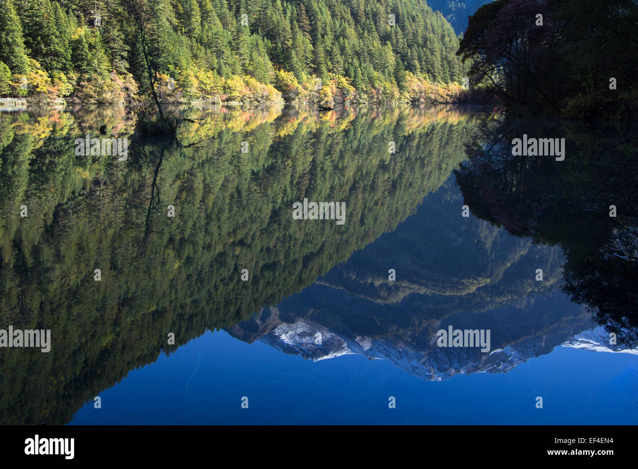 La réflexion sur la montagne lac miroir à Jiuzhaigou, Sichuan, Chine Banque D'Images
