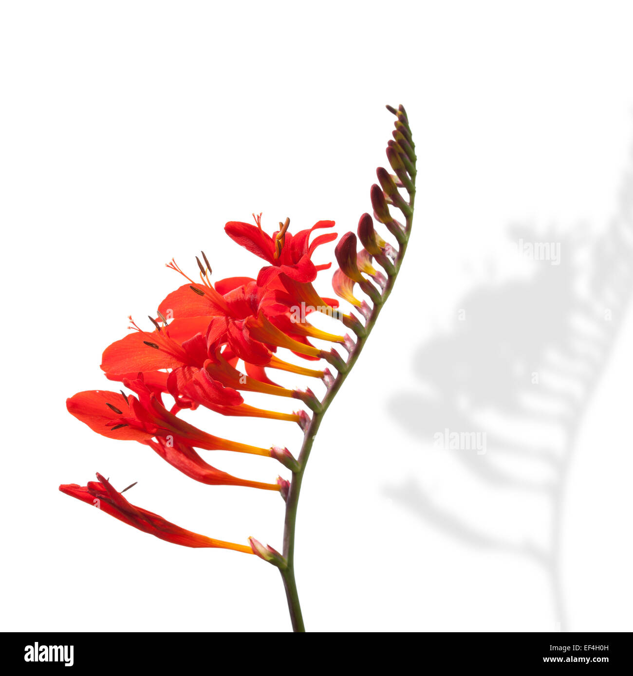 Freesia rouge fleur isolé sur blanc. Plante jardin close-up Banque D'Images