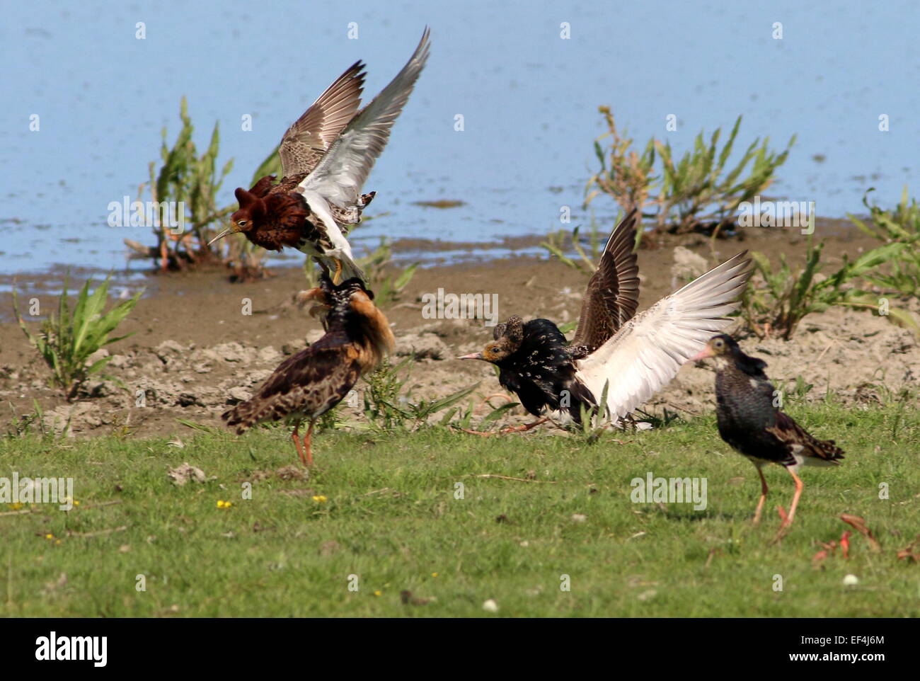 Quatre volants européens mâles fougueux (Calidris pugnax) en plumage de reproduction combattant au printemps dans leur lek (arène de bataille) Banque D'Images