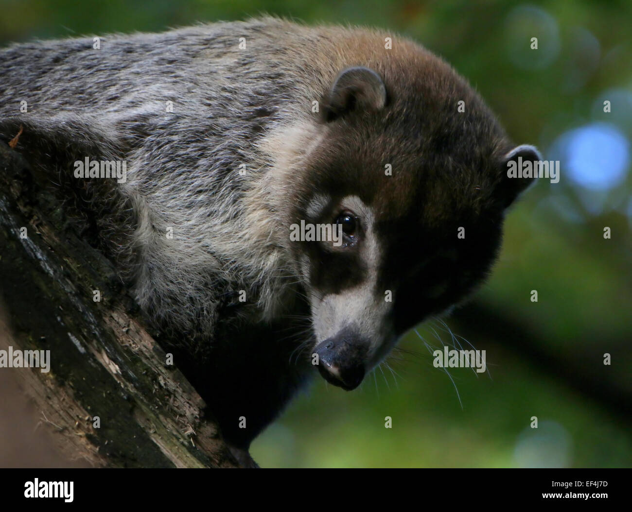 Fermer =haut de la tête d'un coati à nez blanc mexicain ou coatimundi (Nasua narica) faire le contact visuel Banque D'Images