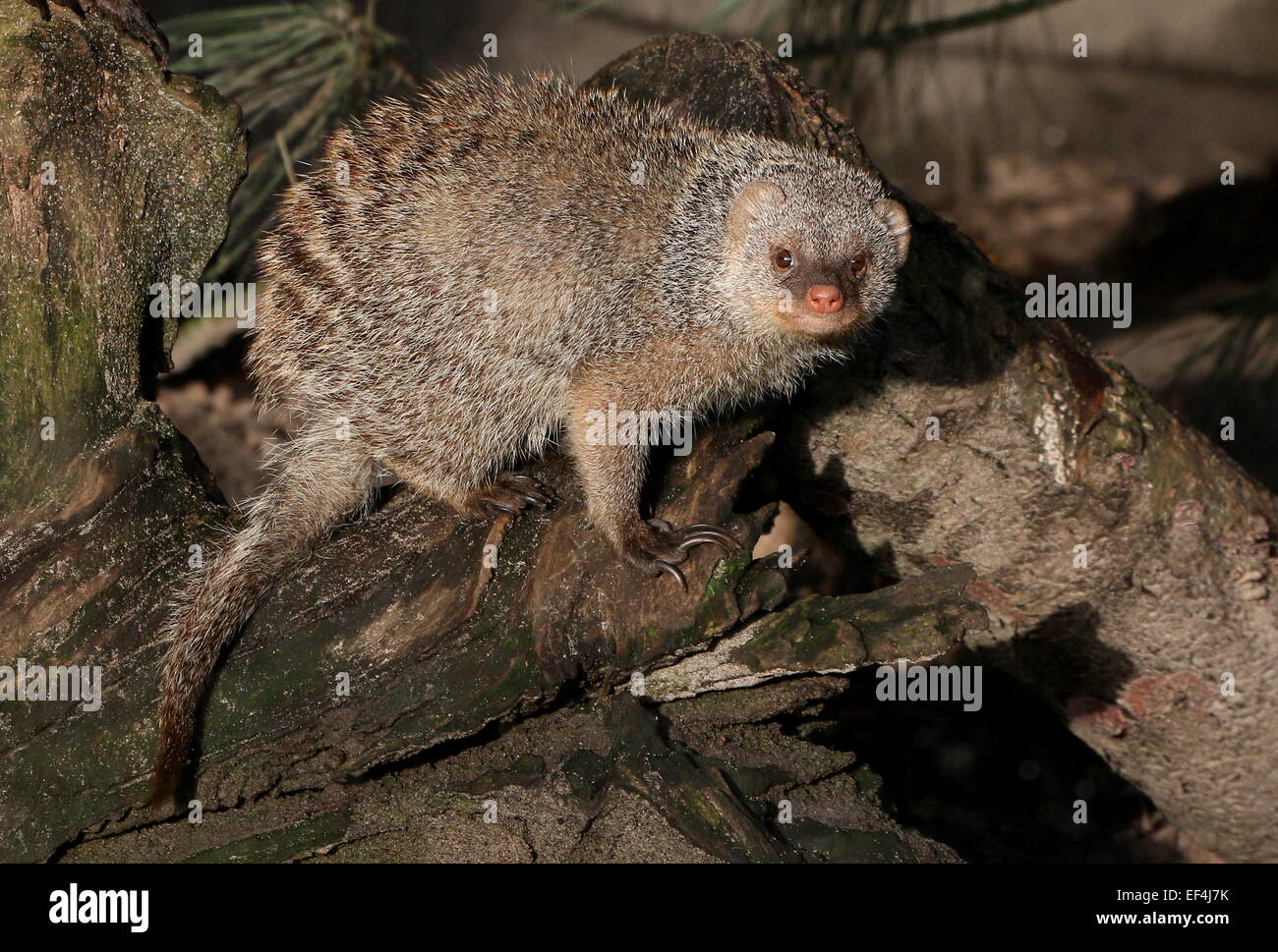 L'Afrique de l'est bagué mongoose (Mungos mungo) face à l'appareil photo Banque D'Images