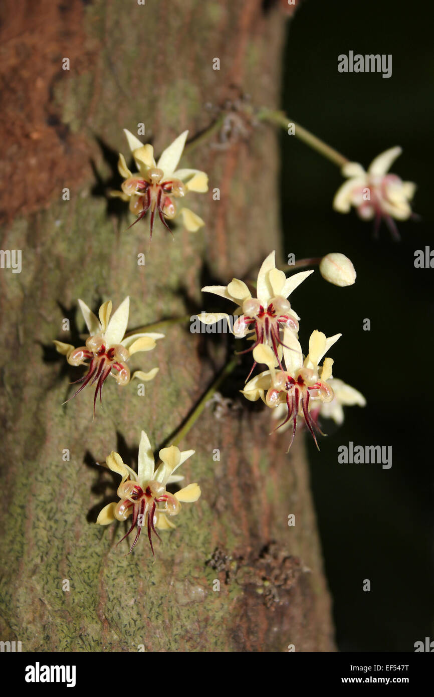 Cocoa tree theobroma cacao flowers Banque de photographies et d’images — free download